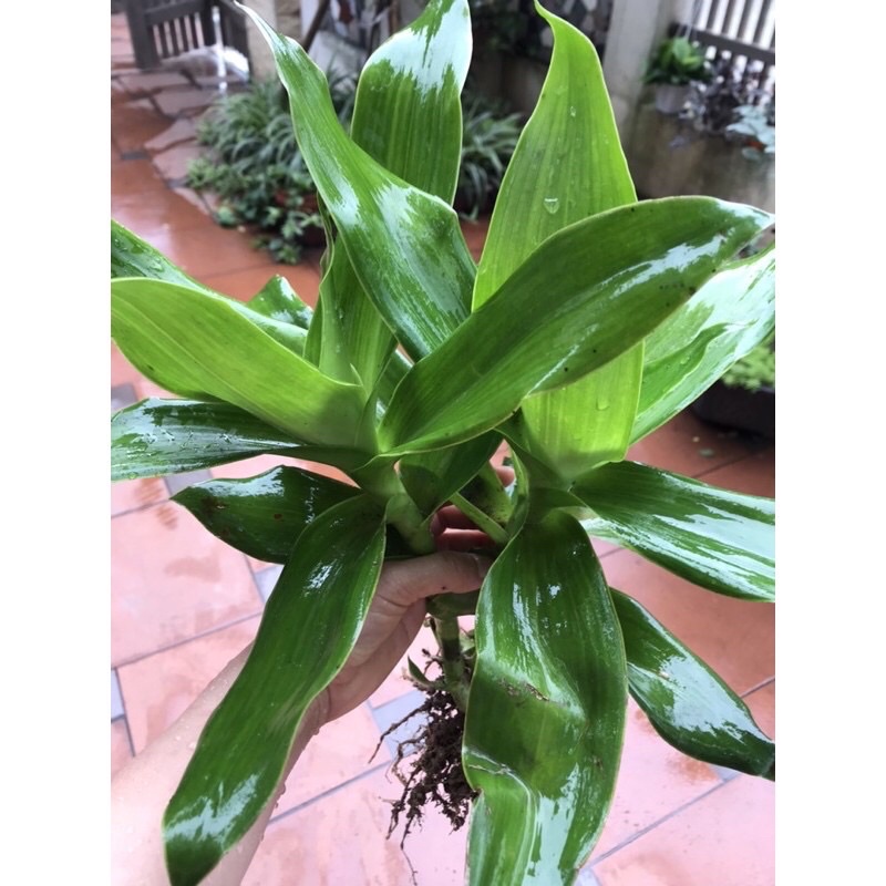 Combo 5 cây lược vàng