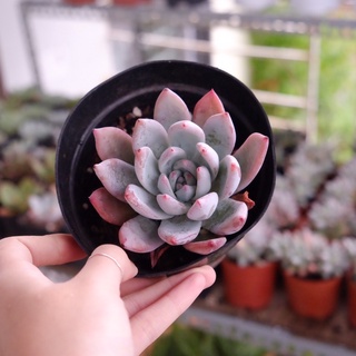 (Echeveria colorata var brandtii) Sen đá tuyết hồng nhọn