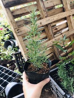 Cây hương thảo-rosemary (8*8cm)