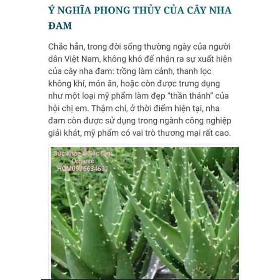 Cây Nha Đam,Nha Đam Giống Mỹ Siêu To Chăm sóc Da Mặt,Thanh Nhiệt Cơ Thể.