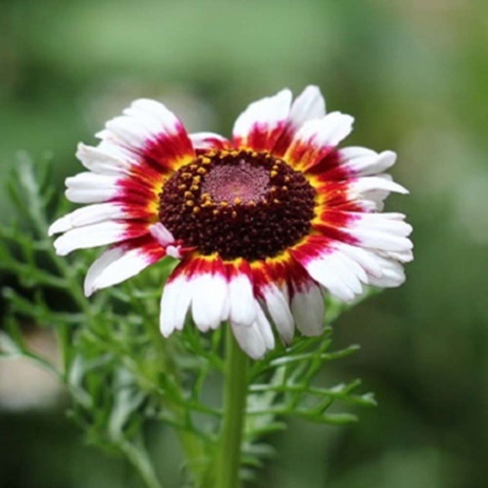 Hạt giống hoa cúc chi Mix nhiều màu Sao Thần Nông gói 100 Hạt