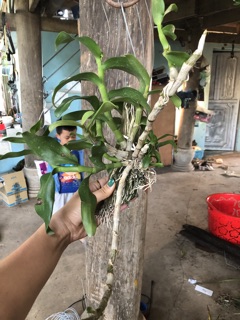 Trần rồng đỏ (bảng gỗ)