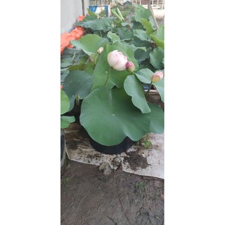 Củ / ngó sen sunshine ( raining love)