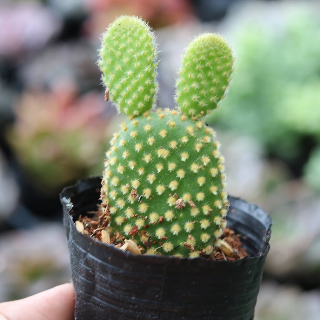 Xương rồng tai thỏ cực cute