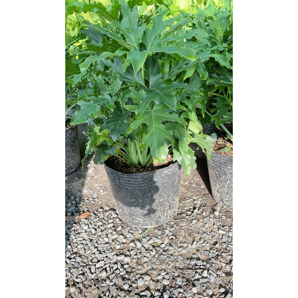 Cây Trầu Bà Thanh Xuân