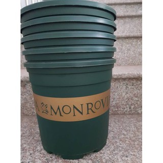 Combo 10 chậu Mon cỡ 5gal" HỎA TỐC"
