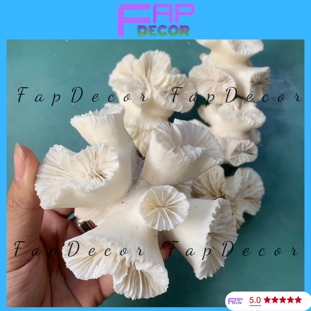 SAN HÔ HẢI QUỲ PHONG THỦY NHIỀU CÁNH SIÊU ĐẸP TRANG TRÍ BỂ CÁ THỦY SINH TIỂU CẢNH - FAPDECOR