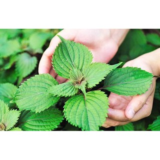 Hạt Giống Rau Tía Tô Sen Vàng 2g/Gói- Năng Suất Cao, Trồng Quanh Năm