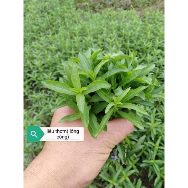 cây thủy sinh liễu thơm