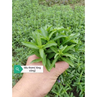 Cây thủy sinh liễu thơm