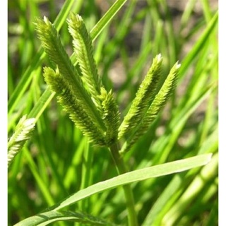 Cỏ mần trầu khô 100gram