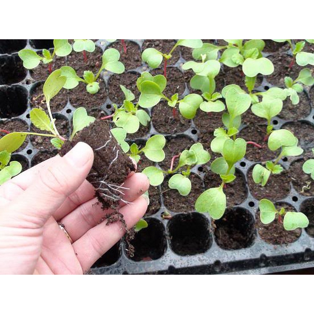 Hạt giống củ cải đỏ tròn mini cao sản - rau củ quả trồng chậu, tươi ngon giòn ngọt giàu chất dinh dưỡng 2g RADOCC