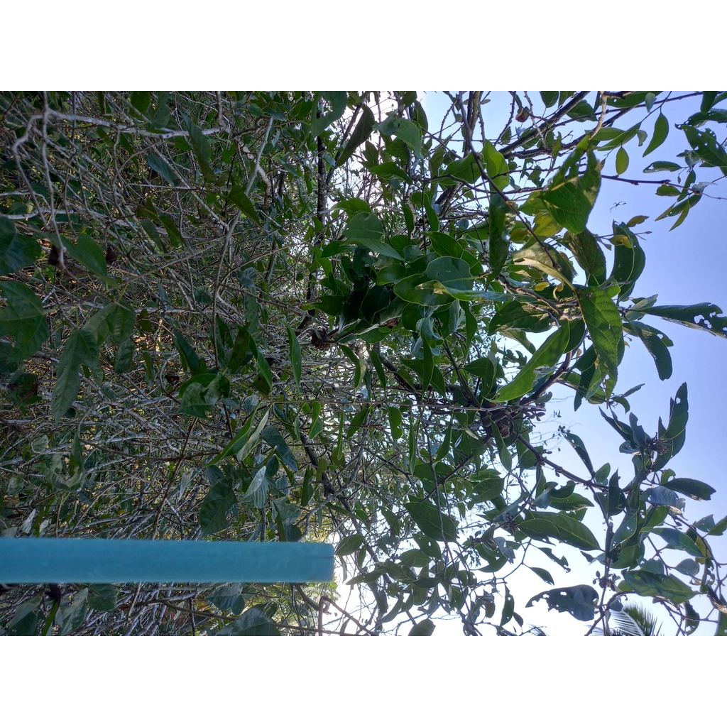 Tầm gửi dâu tằm (Tang ký sinh)