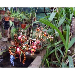 Hoa Lan đột biến bò cạp(bó 10 thân)