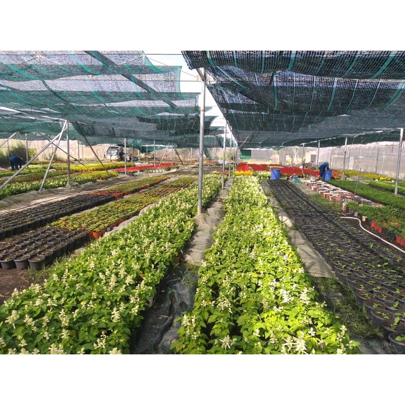 Phòng bệnh sâu rầy