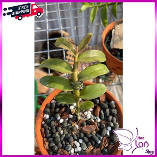 Phi Điệp 🍀FREESHIP🍀 Hồng Yên Thủy - Hồng Mỹ Nhân - Hồng MInh Châu - Hồng Ắ Hậu [ Kie Năm 2 ]