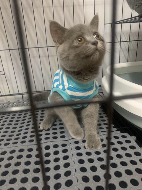 Tấm thảm nhựa lót sàn chuồng chó, mèo chất lượng