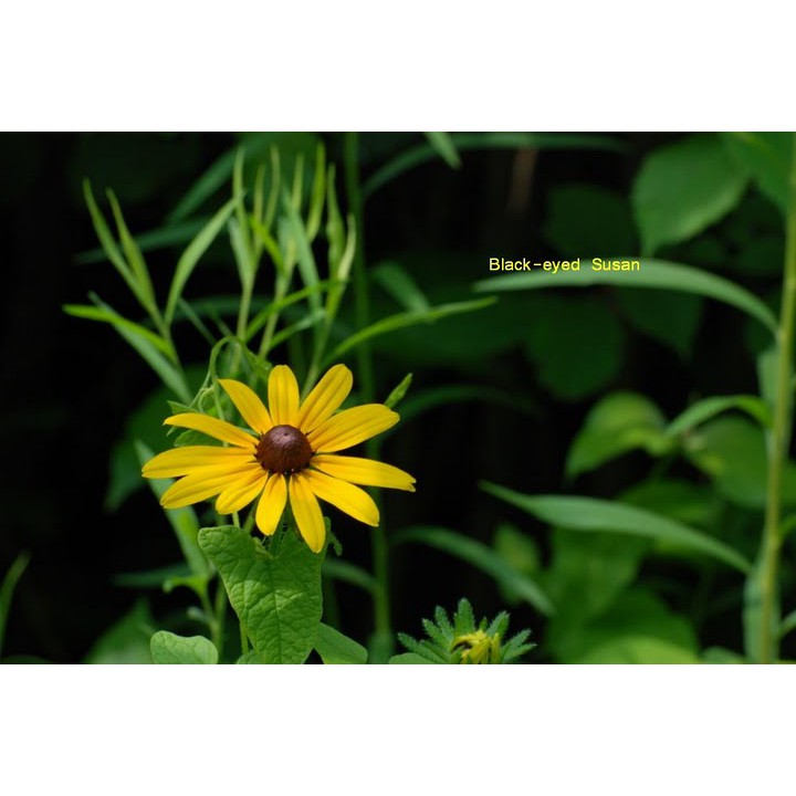 Hạt giống HOA CÚC Kim Quang - Gói 1 gram