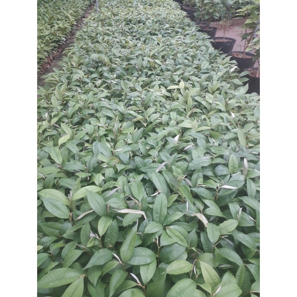 2 cây vú sữa giống gieo hạt Ngagarden