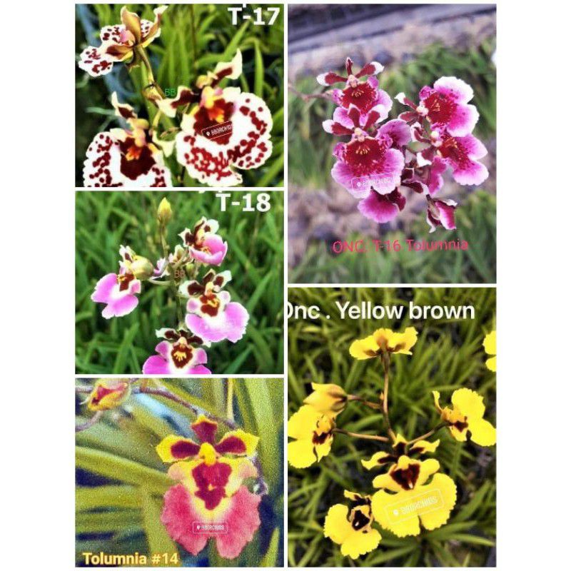 Hoa lan vũ nữ bút chì