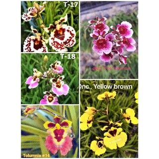 Hoa lan vũ nữ bút chì ( chọn màu)