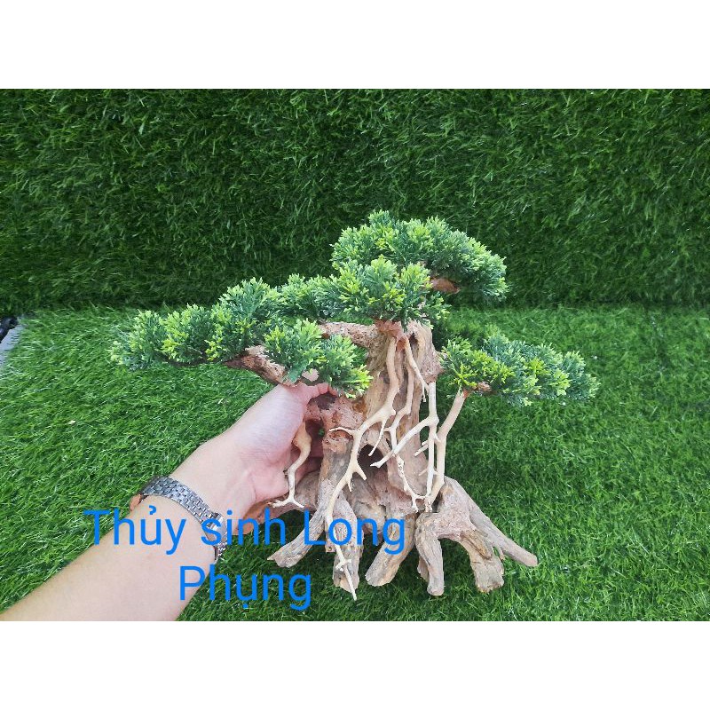 Lũa Bonsai 3 nhánh trang trí hồ cá