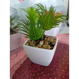 Cây mini để bàn(cây giả?
