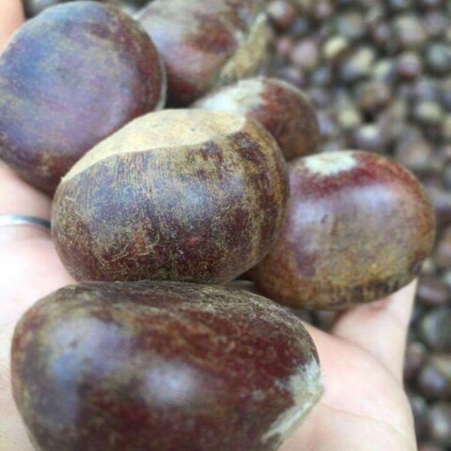 1kg Hạt dẻ trùng khánh sống