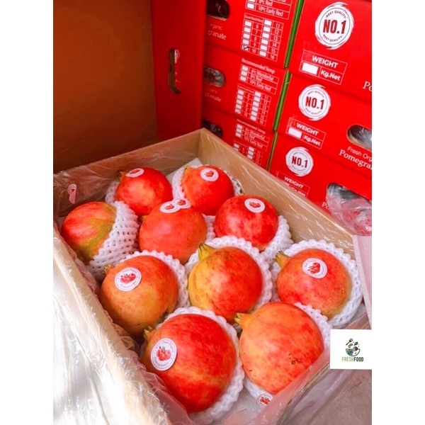 Lựu Thái, Tunisia size 6,7,8  - Hàng mới