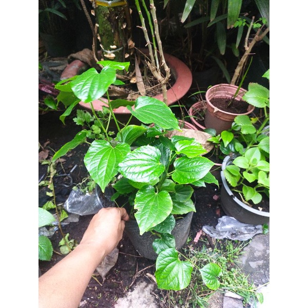 cây lá lốt ngâm chân, làm thịt nướng, chậu như hình