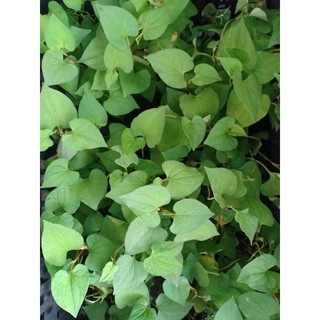 Cây giống rau diếp cá (bầu đất)