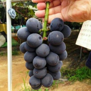 Combo 4 cây nho tự chọn 110k/cây
