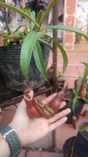 Cây nắp ấm bắt côn trùng