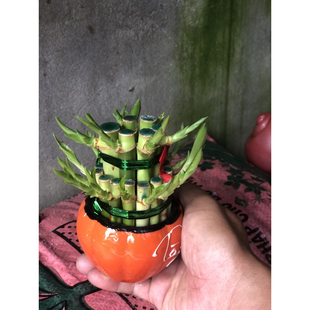 Chậu Trúc Phú Quý 2 tầng