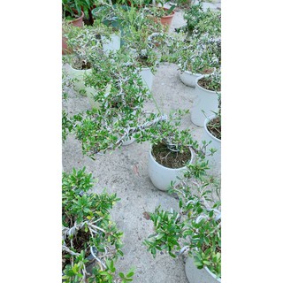 Linh Sam Bonsai 86