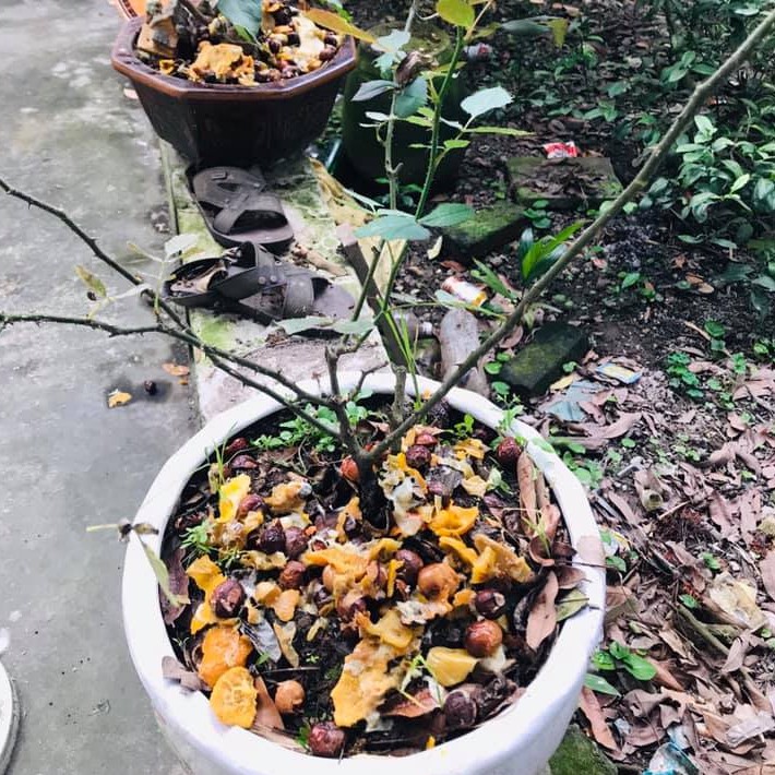 Quả Bồ Hòn Khô Tách Hạt Loại Dày Cùi Làm Nước Rửa Chén Bát, Lau Sàn An Toàn Cho Gia Đình 1Kg