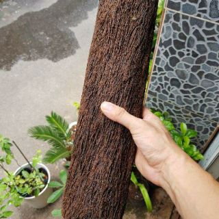 Dớn trụ trồng lan loại chất lượng tốt