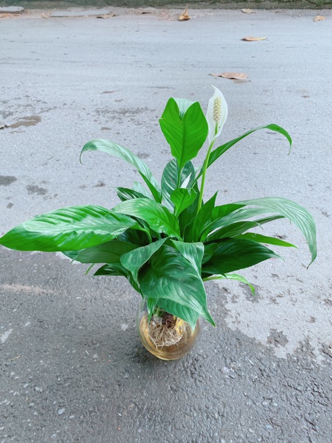 Chậu Lan Ý Thuỷ Sinh