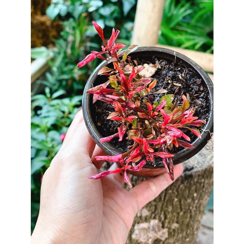 Cây Photinia Little Fenna (Hồng Diệp Thanh) chậu nhựa