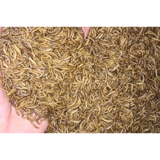 Chuyên sỉ Sâu gạo mini rang bơ 1kg
