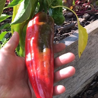 HẠT GIỐNG ỚT SỪNG NGỌT ROSA