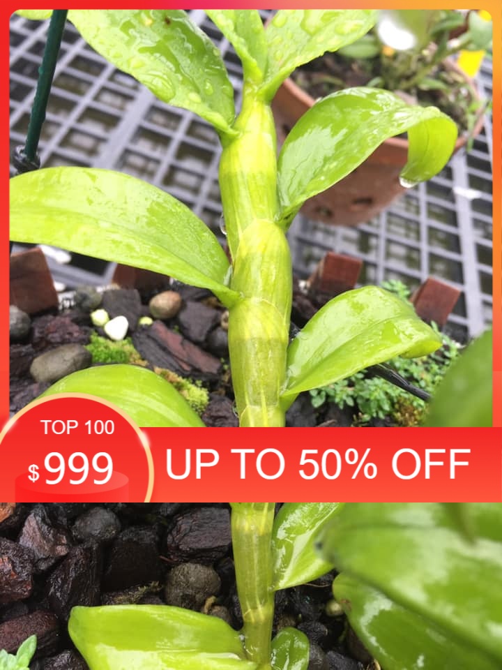 Phi điệp 5 cánh trắng TÂN HỘI, ki to khỏe, hàng gieo hạt hoa cực đẹp hiếm, Ki dài 20-25cm chât lượng là vàng