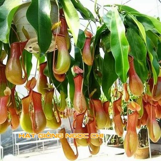 Hạt Giống Cây Nắp Ấm (Hạt Giống Ngọc Chi) - 10 Hạt