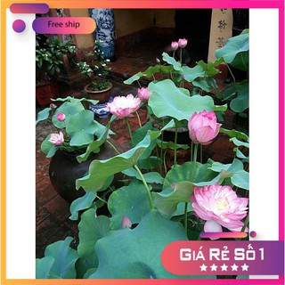 10 Hạt giống Sen ta (Dễ trồng, Hoa quanh năm)