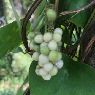 30H-Giống sương sâm lông