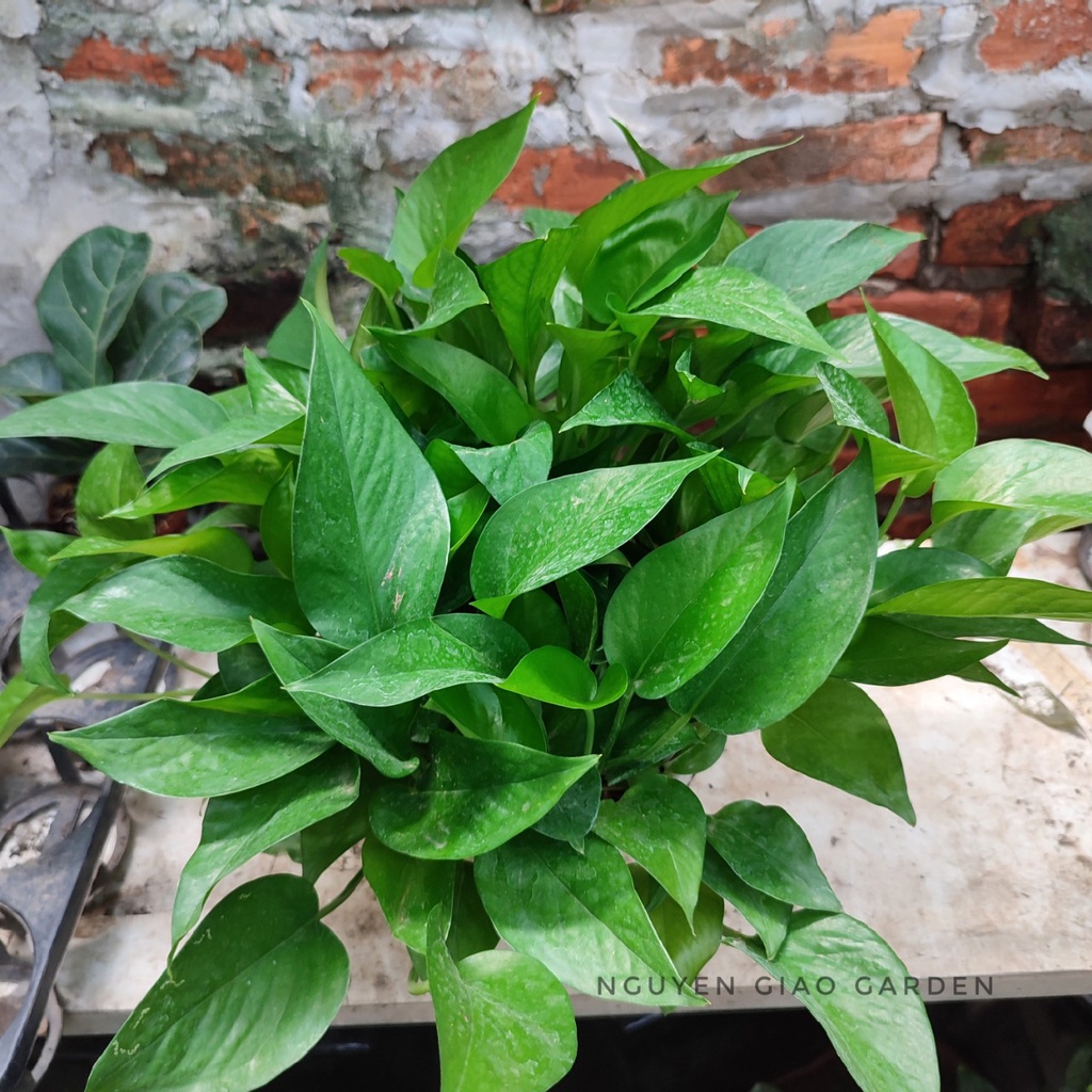 Cây trầu bà, vạn niên thanh chậu treo dễ chăm sóc