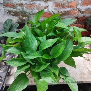 Cây trầu bà, vạn niên thanh chậu treo dễ chăm sóc
