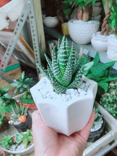 Chậu Xương Rồng Móng Rồng