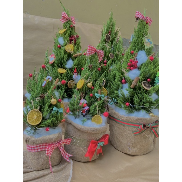 Cây sơn tùng trang trí noel