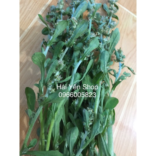 cây Rau Khúc tươi_khô_cây giống